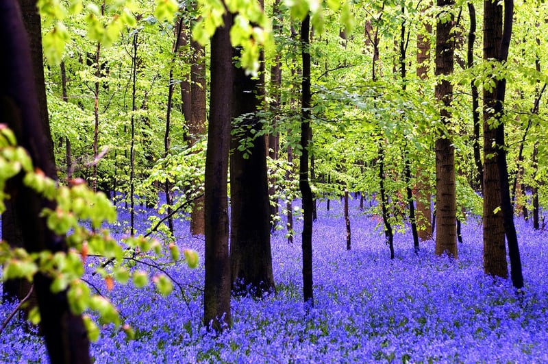 Hallerbos Forest